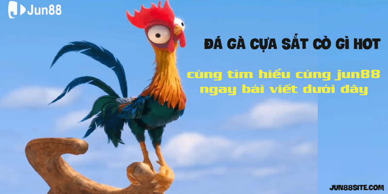 nhung-dieu-chua-biet-ve-da-ga-cua-sat-cung-cac-kinh-nghiem-chon-ga-de-thang-tran