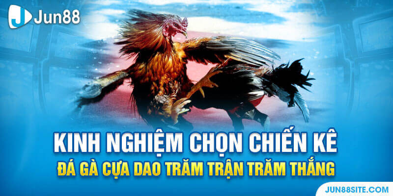 Kinh Nghiệm Chọn Chiến Kê Đá Gà Cựa Dao Trăm Trận Trăm Thắng