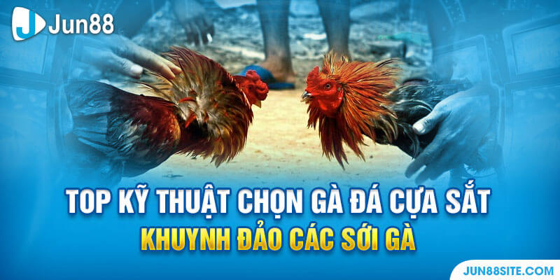 Kỹ thuật chọn gà đá cựa sắt